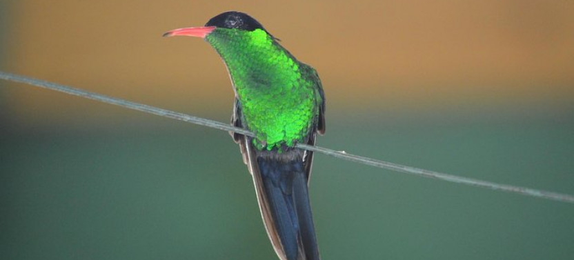 St. Lucia Bird Watching Tour