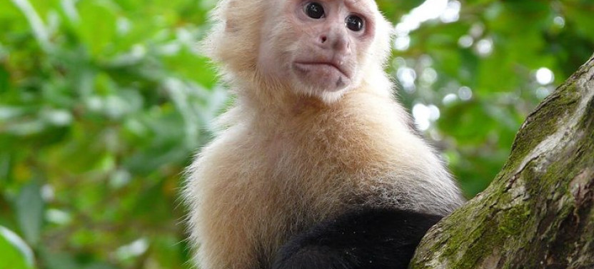 Half Day Nature Safari Float & Chocolate Tour From La Fortuna