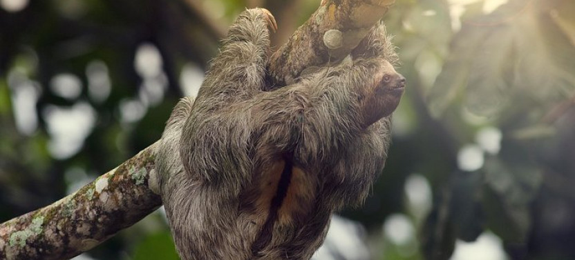 Sloth Sanctuary + Rafting Class II & III Combo
