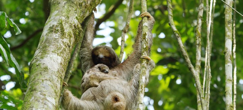 Sloth Sanctuary + Rafting Class II & III Combo