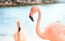 Full Day UTV Tour with Snorkeling & Flamingo Encounter