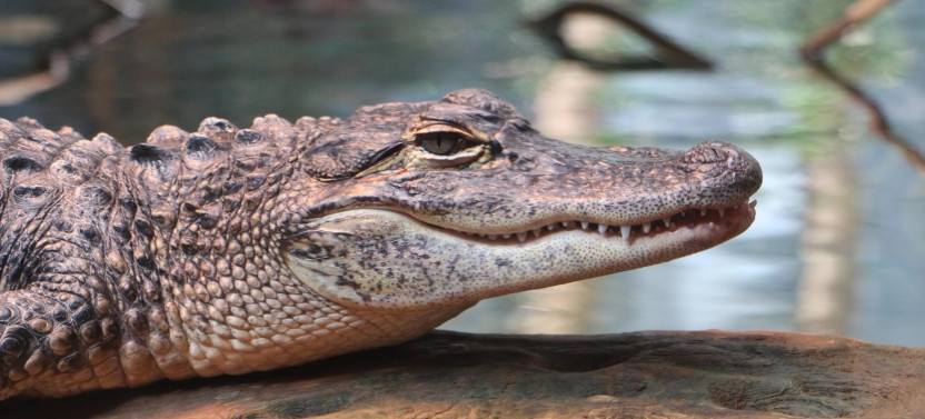 Everglades Airboat Gator Night Tour