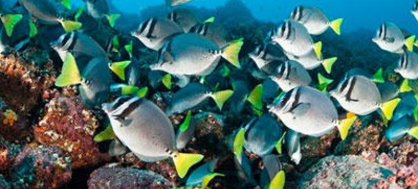 Glass Bottom Boat Cruise in Key Largo