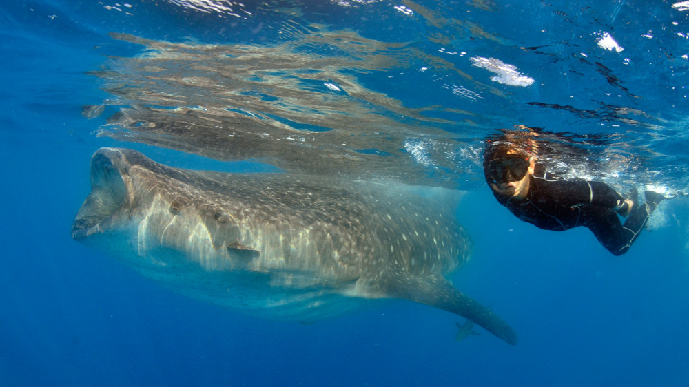 Swim with Whale Sharks in Cancún