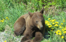 Chilkoot Charters & Tours2