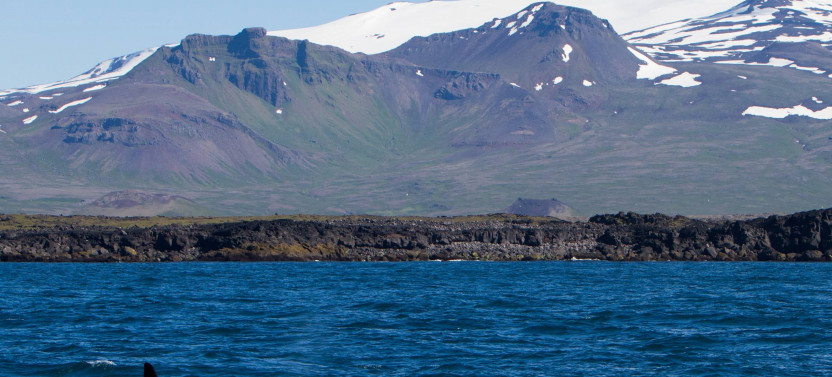 Whale Watching at Ólafsvík
