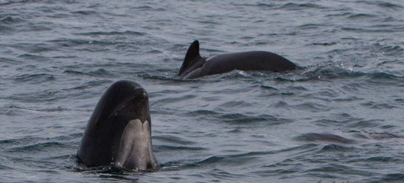 Whale Watching at Ólafsvík