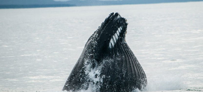 Whale Watching at Ólafsvík