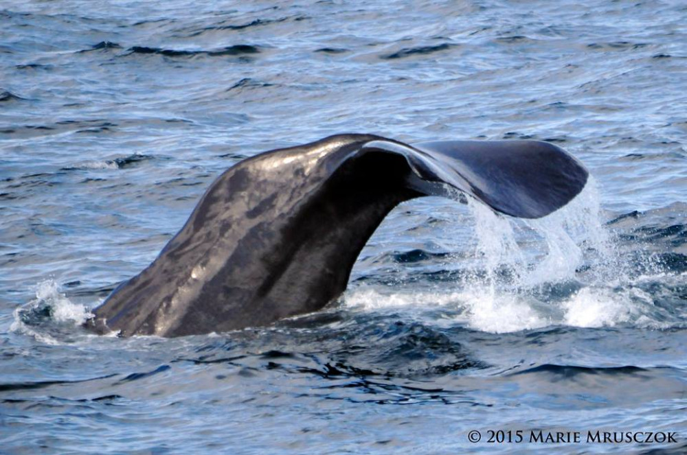 Whale Watching at Ólafsvík - Olafsvik | Project Expedition