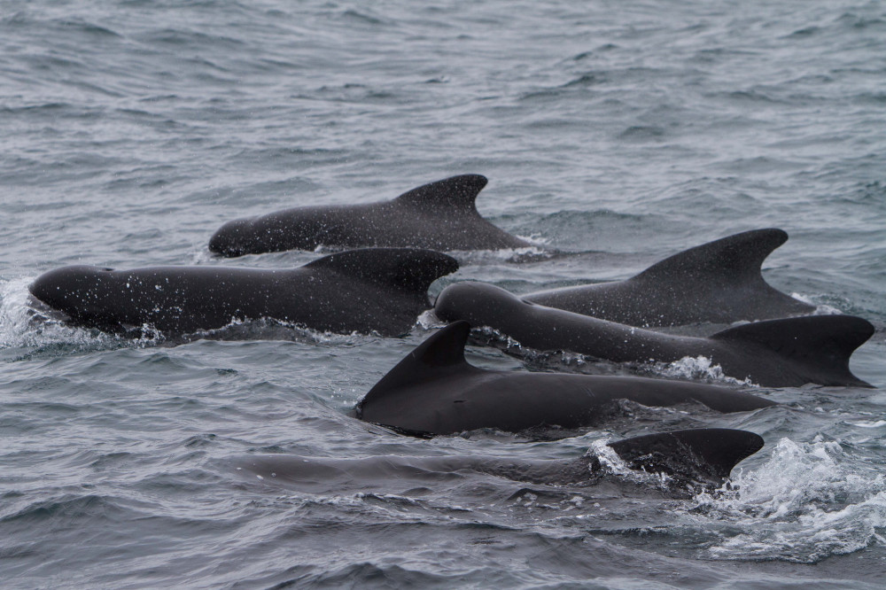 Whale Watching at Hólmavík