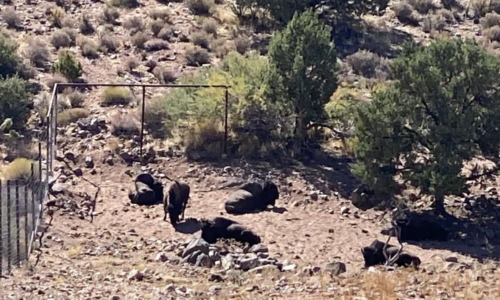 Desert Wonder Adventures LLC