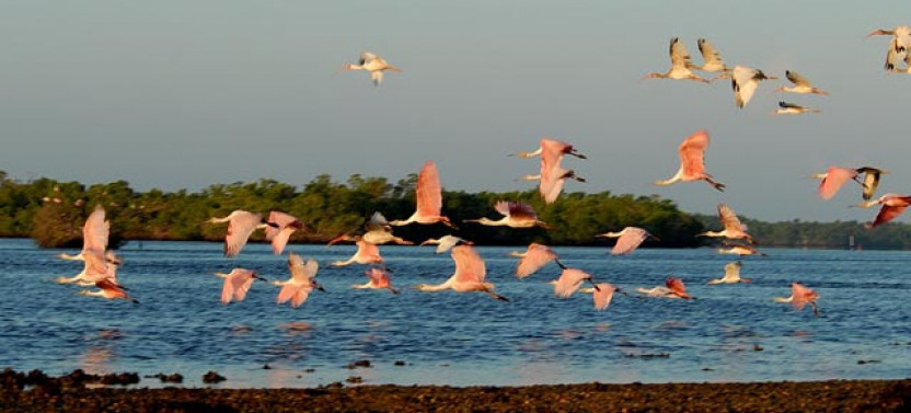 Everglades National Park Expedition