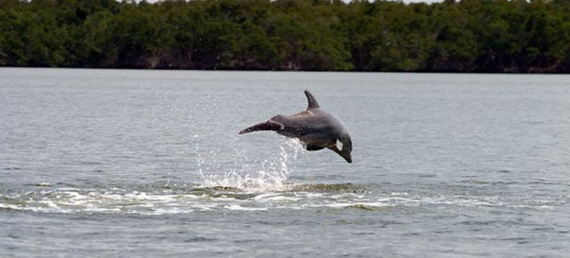 Everglades Birding, Dolphin, & Wildlife Boat Tour