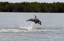 Everglades Area Tours2