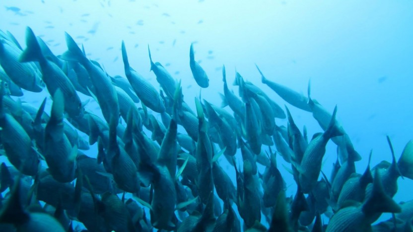 Discover Scuba Diving at Marino Ballena - Uvita