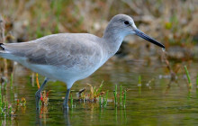 Everglades Area Tours1