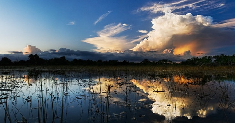 Guided Everglades Trail Walk