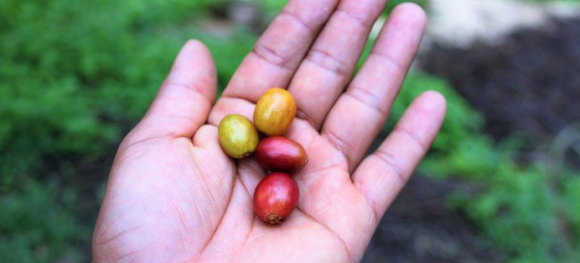 The Tequendama Waterfall and Beautiful Coffee Farm