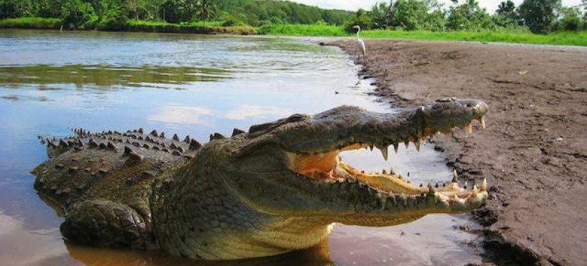 Crocodile Tour in Natural Habitat