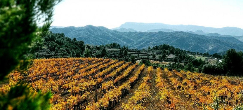Private Priorat Tour: Exclusive Cellars, Wines and Unique Country
