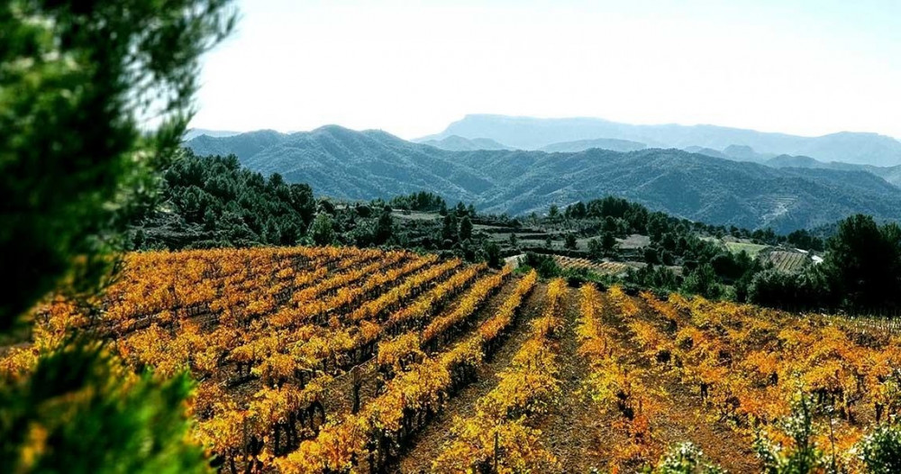 Private Priorat Tour: Exclusive Cellars, Wines and Unique Country