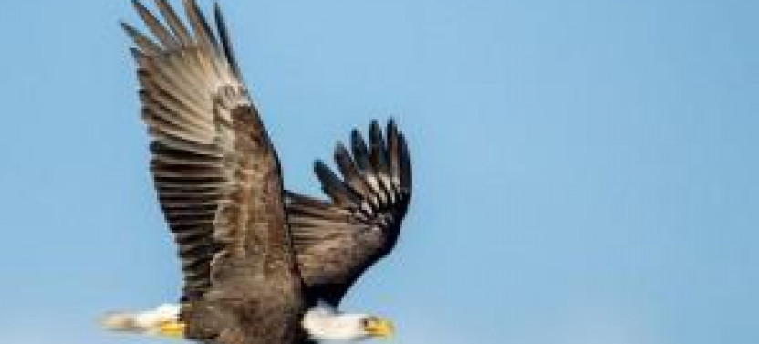 Chilkat Bald Eagle Preserve Float Rafting Excursion from Haines