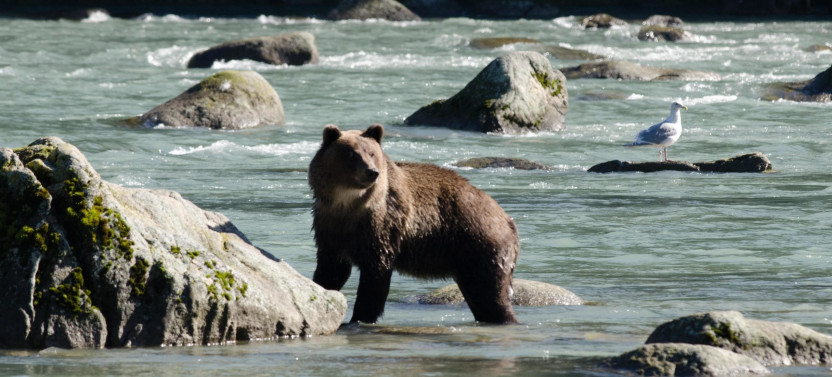 Chilkoot Lake Nature and Wildlife Viewing from Skagway