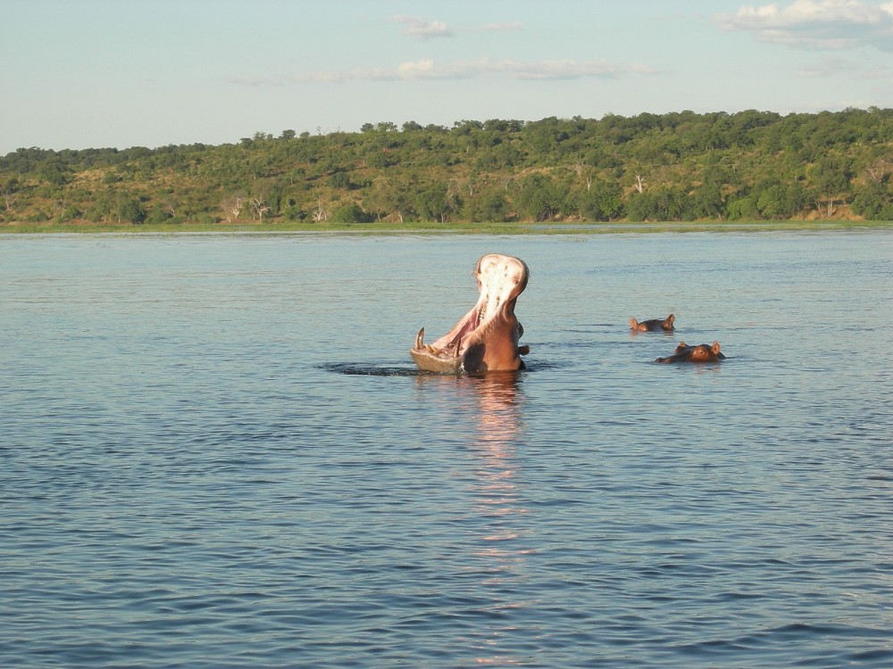 The Chobe River
