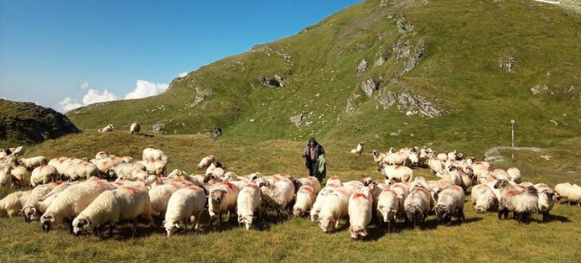 Expedition in Fagaras Mountains from Brasov Private Tour