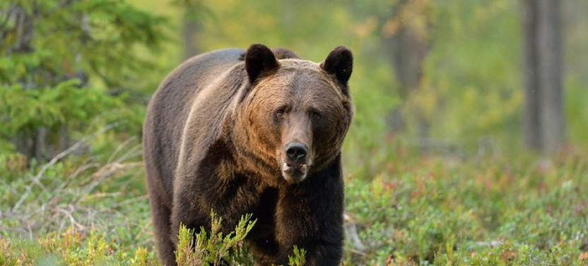 Carpathian Wilderness: A Wildlife Experience from Brașov