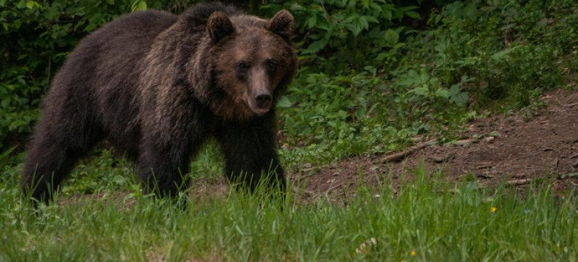 Carpathian Wilderness: A Wildlife Experience from Brașov