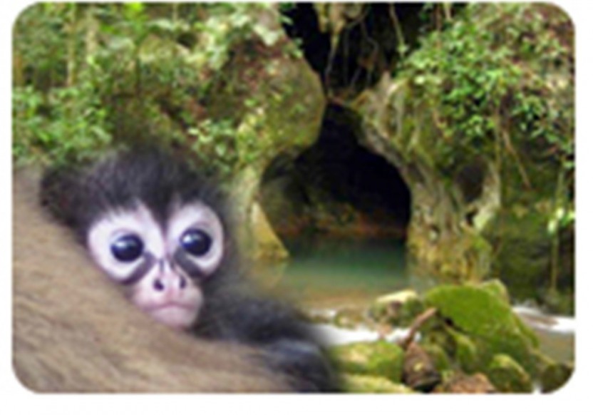 Cave Tubing and Belize Zoo