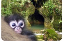 Cave Tubing and Belize Zoo