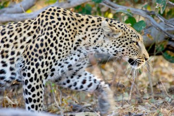 A picture of Desert Special! Nxai, Makgadikgadi Pans and Kalahari Safari