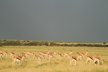 A picture of Botswana's Best