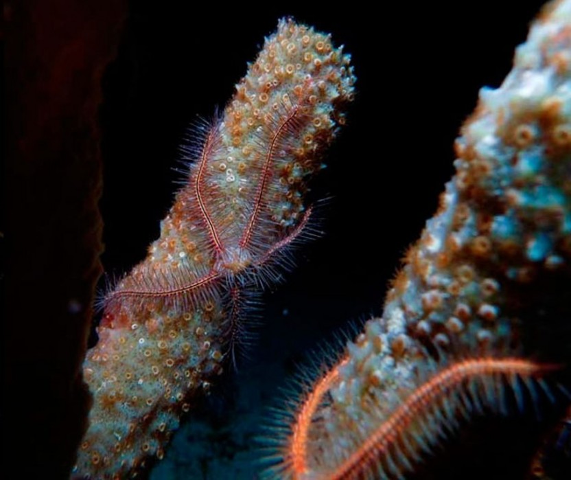 Night Dive: 1 Tank