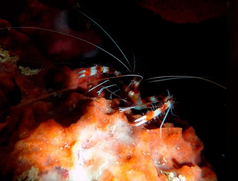 Night Dive: 1 Tank