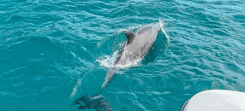 Private Boat Tour With Dolphin Spotting & Snorkelling From Phuket