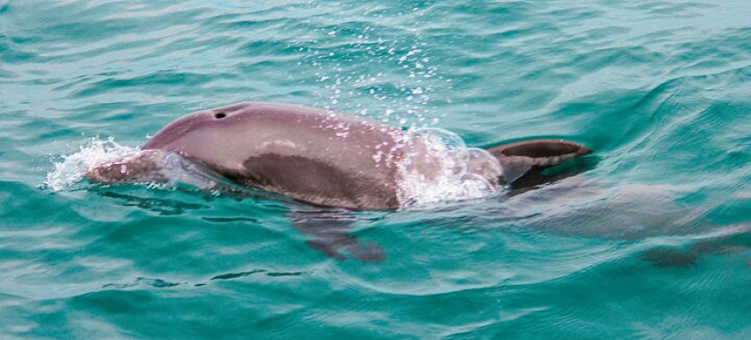 Private Boat Tour With Dolphin Spotting & Snorkelling From Phuket