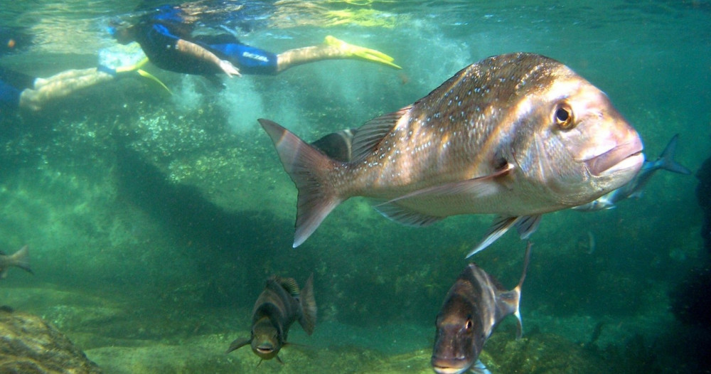 Goat Island Marine Reserve Private Tour