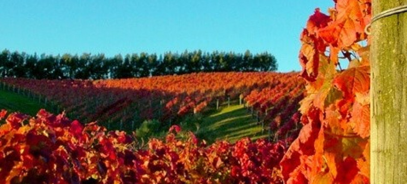 Waiheke Island Luxury Experience Private Tour