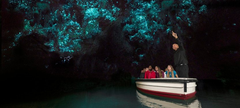 Waitomo Glow Worm Caves, Zealong Tea & Kiwi House Private Tour