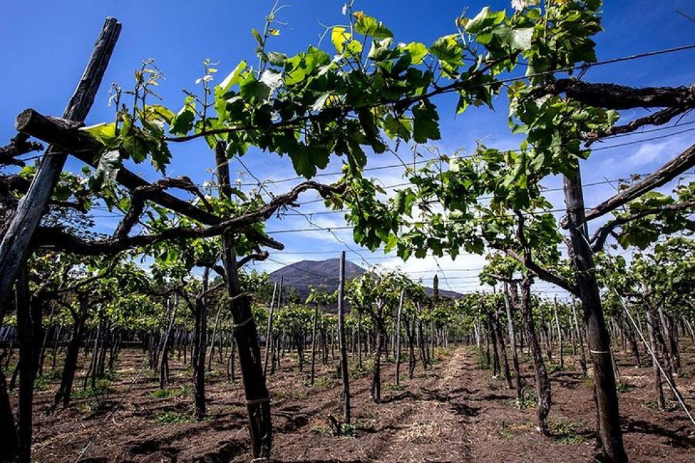 Mount Vesuvius & Wine Tasting With Lunch From Amalfi Coast