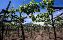 Cantina Del Vesuvio Winery1