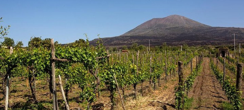 Private Mount Vesuvius & Wine Tasting With Lunch: Sorrento Coast