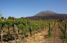 Mount Vesuvius & Wine Tasting With Lunch Private : Sorrento Coast