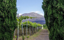 Cantina Del Vesuvio Winery4