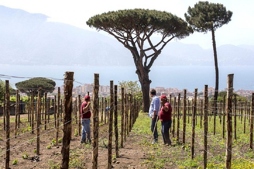 Organic Wine Tasting & Lunch On Vesuvius With Transfer - Naples