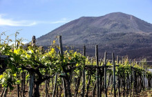 Cantina Del Vesuvio Winery1