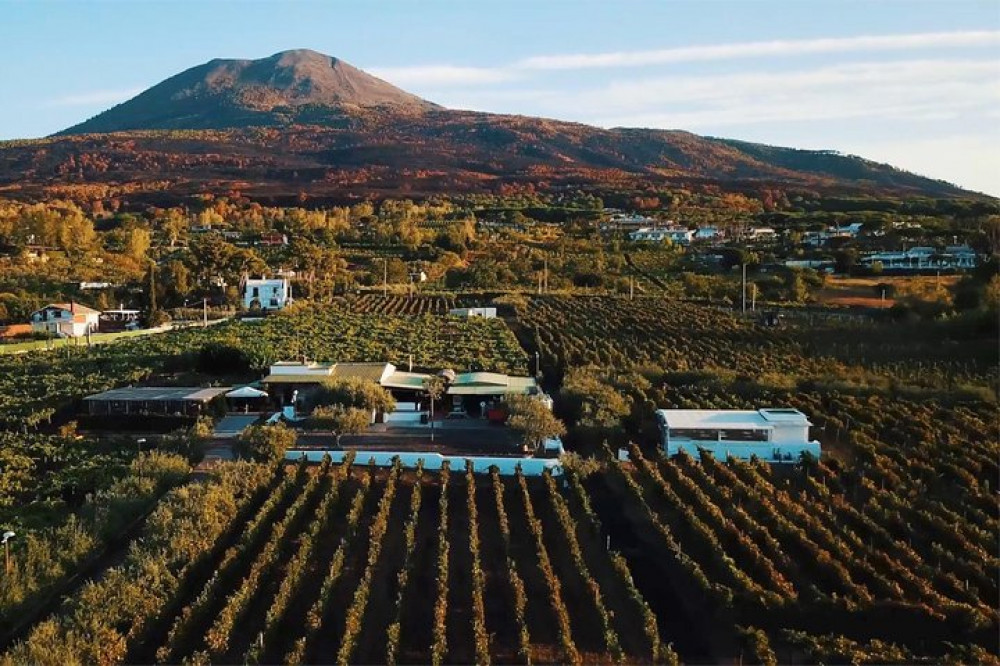 Organic Wine Tasting & Lunch On Vesuvius With Transfer - Pompeii